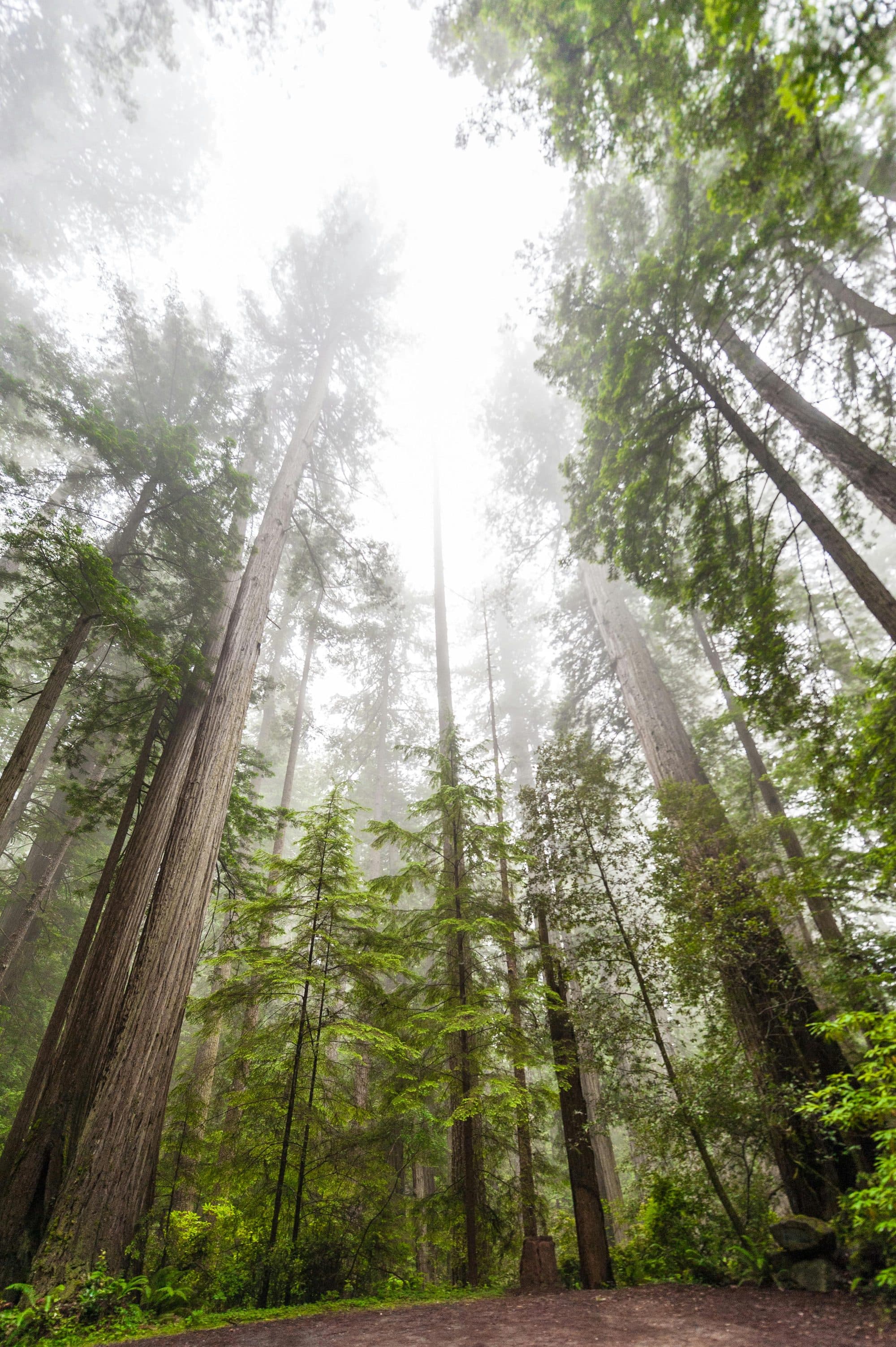 Light through a redwood grove